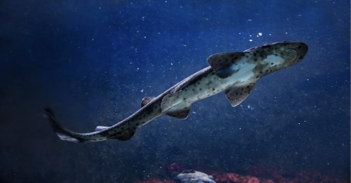 Trứng cá mập không nở được vì nóng lên toàn cầu