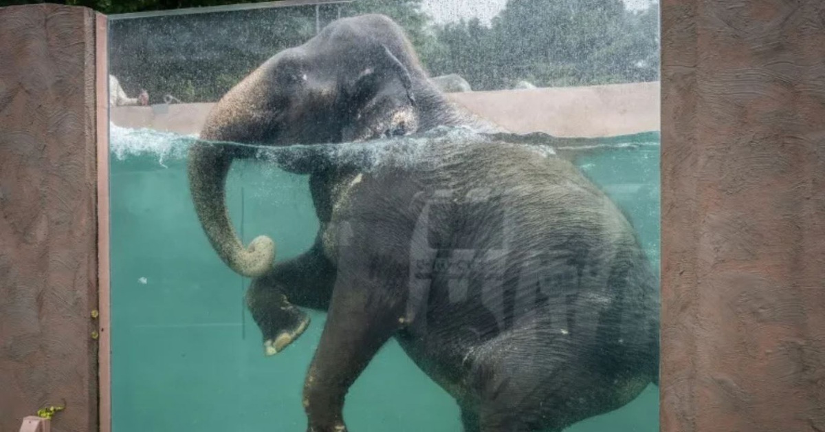 Clip voi bơi 'điệu nghệ' trong bể bơi Nhật Bản