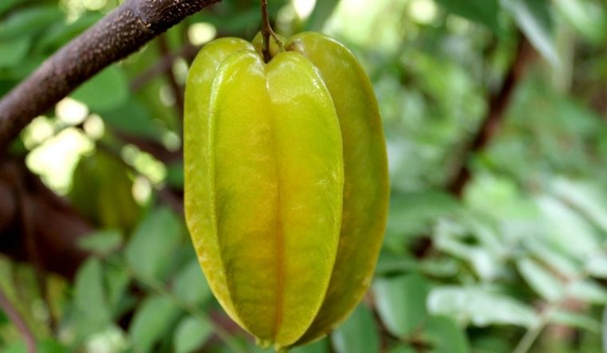 Ăn khế được vitamin, chất khoáng và chất xơ, rất tốt cho hệ tiêu hóa và tim mạch