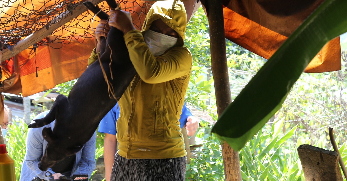 Xuất hiện ổ dịch tả lợn châu Phi tại Đà Nẵng