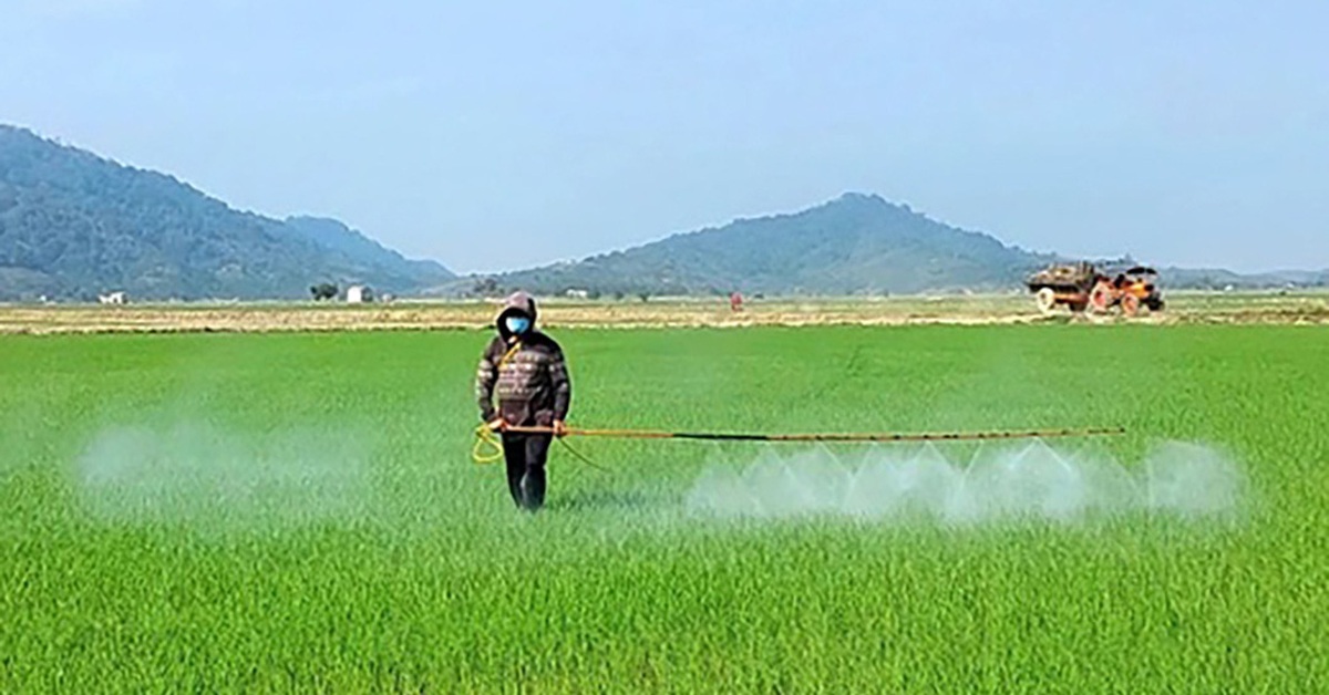 Trồng lúa chất lượng cao, còn hưởng thêm tiền bán tín chỉ carbon