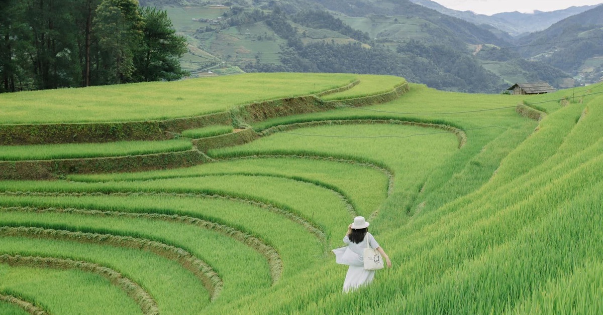 Hoàng Su Phì, Mù Cang Chải sẵn sàng đón du khách săn mùa vàng - Tuổi Trẻ Online