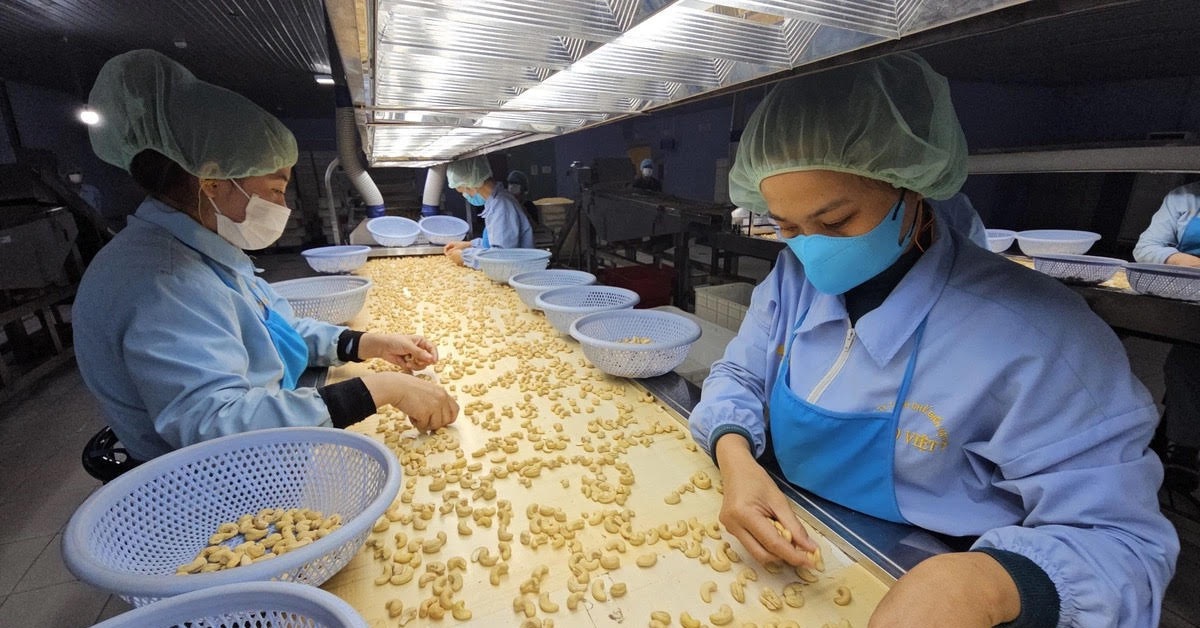 Việt Nam xuất khẩu điều hàng đầu thế giới nhưng nhập thô đến 90% - Tuổi Trẻ  Online