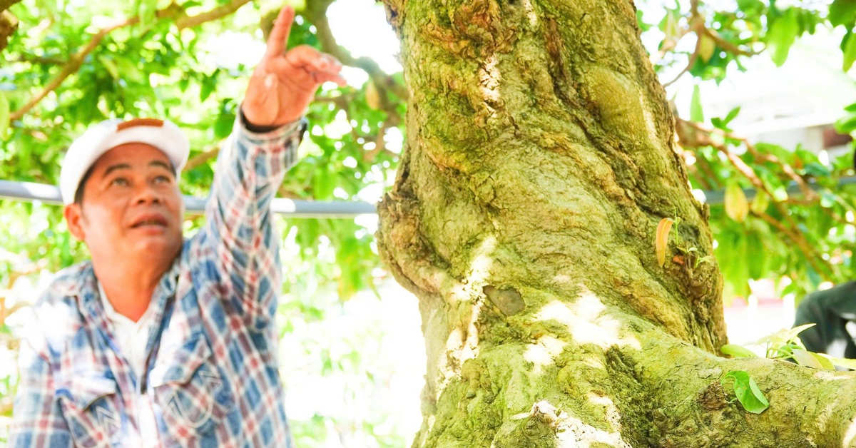 Cây mai vàng có giá khoảng 8 tỉ đồng ở Kiên Giang