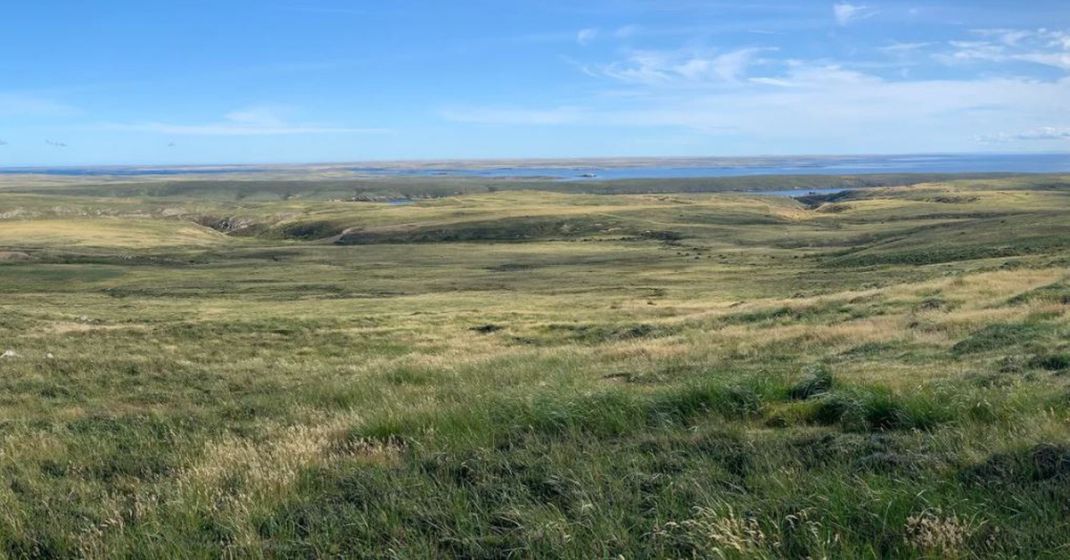 Bất ngờ phát hiện khu rừng cổ 15-30 triệu năm bị chôn vùi 6m dưới đất