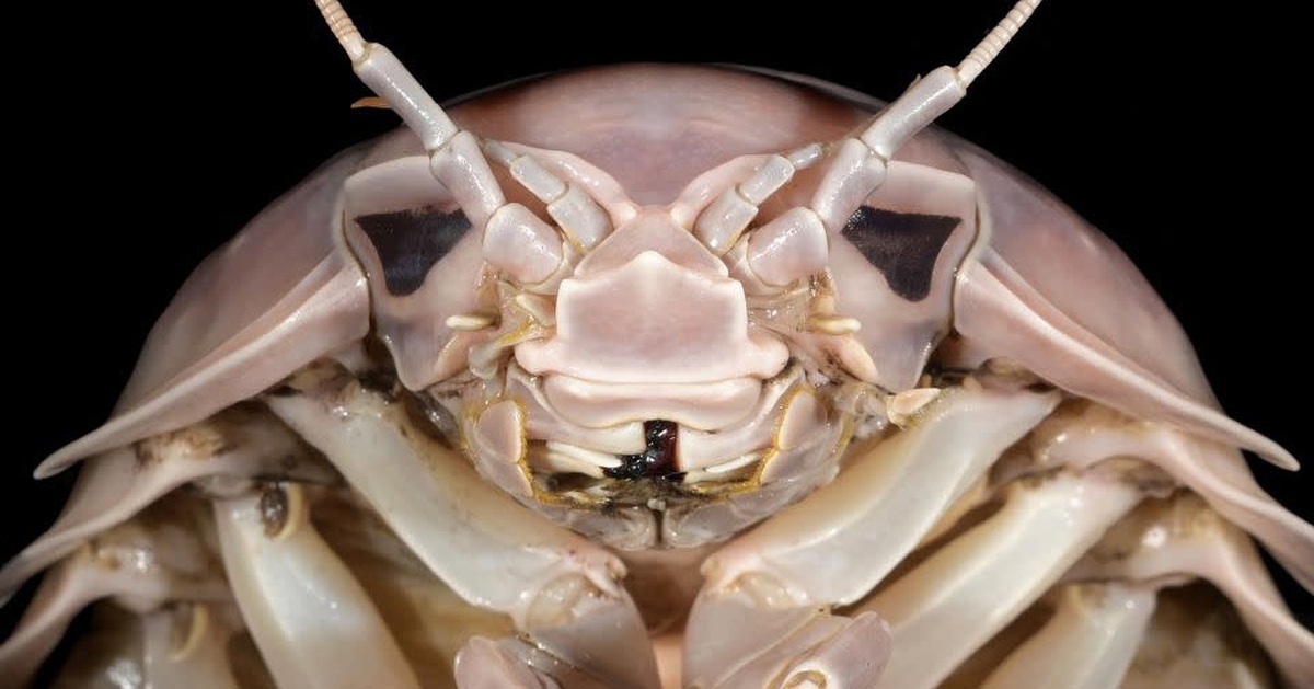 Bọ biển khổng lồ ngoài khơi Việt Nam được đặt tên theo nhân vật của Star Wars