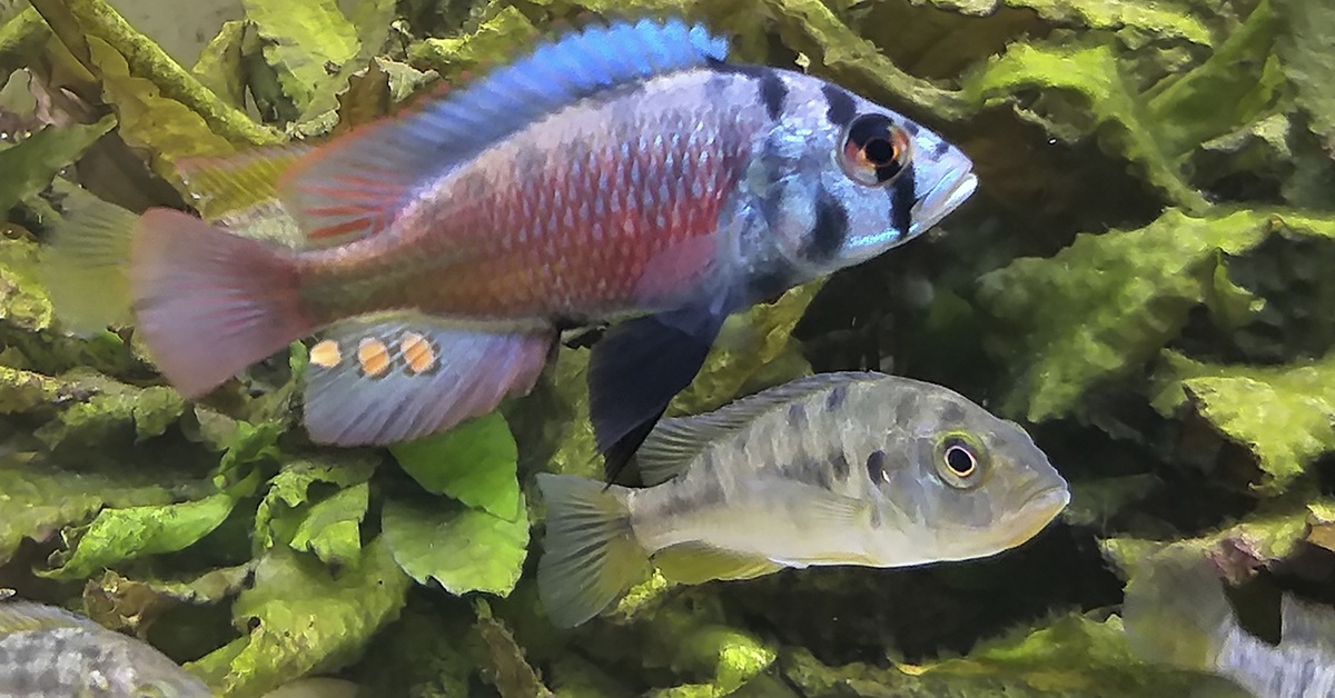 Hàng ngàn loài cá, cua và chuồn chuồn sắp biến mất vĩnh viễn