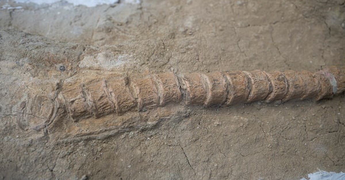 Phát hiện hóa thạch tổ tiên 9 triệu năm tuổi của cá mập trắng lớn