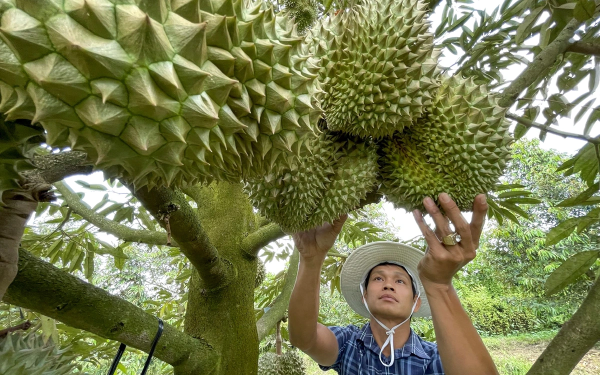 Ảnh minh hoạ cho Quy trình cấp mã vùng trồng, giấy kiểm nghiệm sầu riêng xuất khẩu sang Trung Quốc thế nào?
