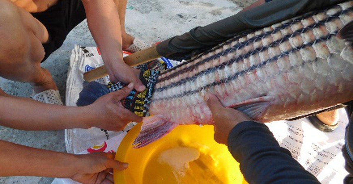 Sinh sản nhân tạo thành công cá trà sóc bản địa ở lưu vực sông Sê San