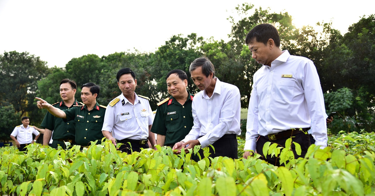 Một triệu cây xanh vì biển đảo Tổ quốc - Tuổi Trẻ Online