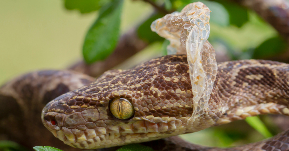 Bất ngờ công dụng của da rắn