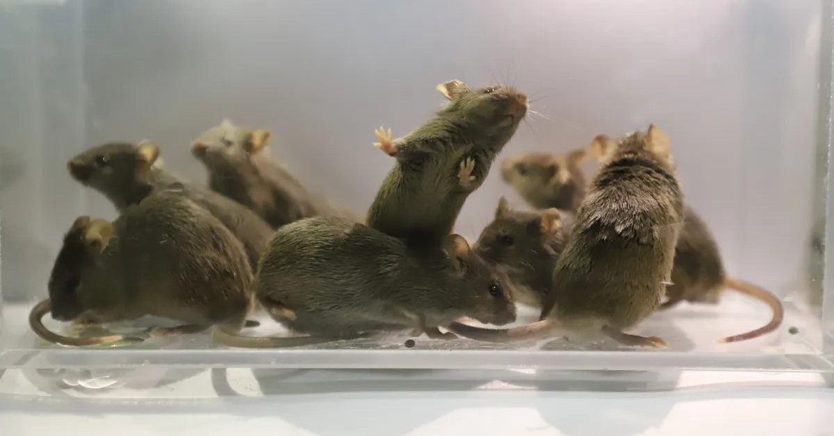 Chỉnh sửa gene để tạo ra chuột từ 2 bố