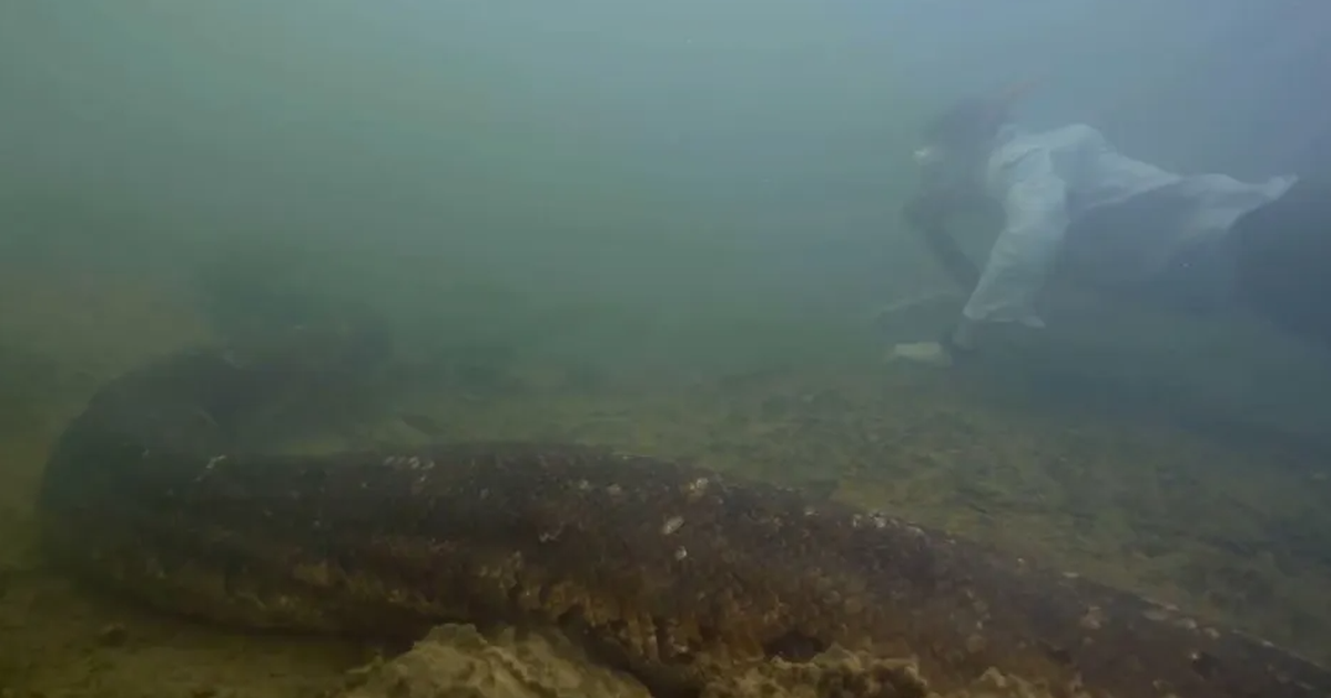 Video 'chạm mặt' rắn khổng lồ dưới sông ở Amazon