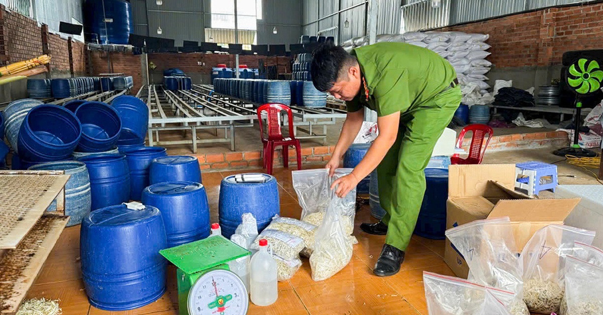 Đắk Lắk truy trách nhiệm, tìm hướng xử lý vụ giá ngâm chất cấm - Tuổi Trẻ Online