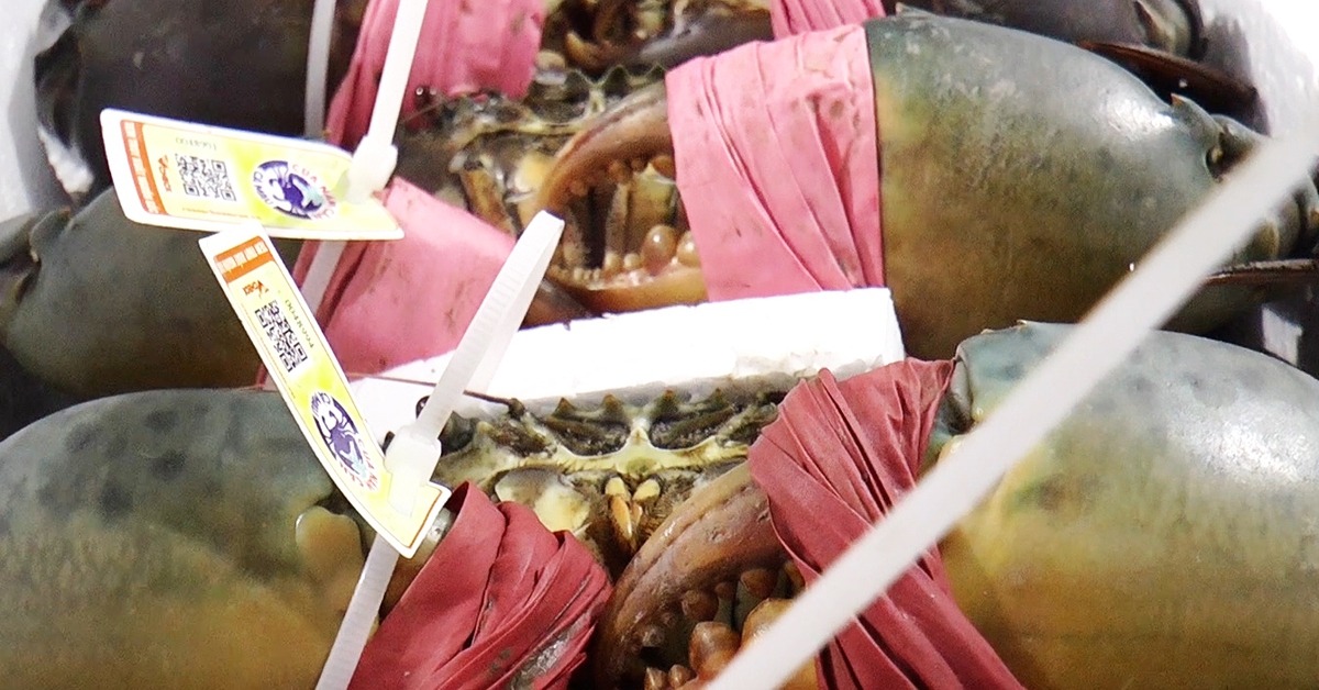 Nhiều hợp tác xã ở Cà Mau ký kết hợp tác đưa cua ra thế giới