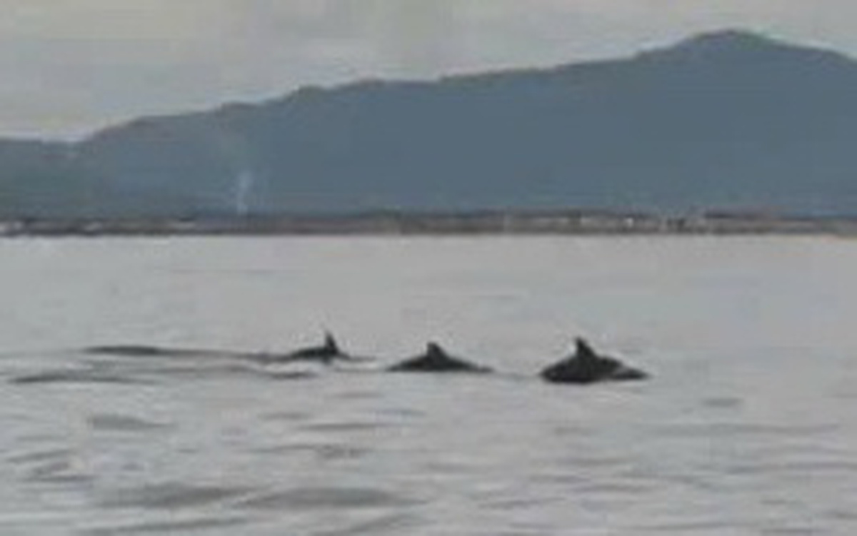 Đàn cá heo bất ngờ bơi nhảy tung tăng theo tàu khách ở Hòn Cau