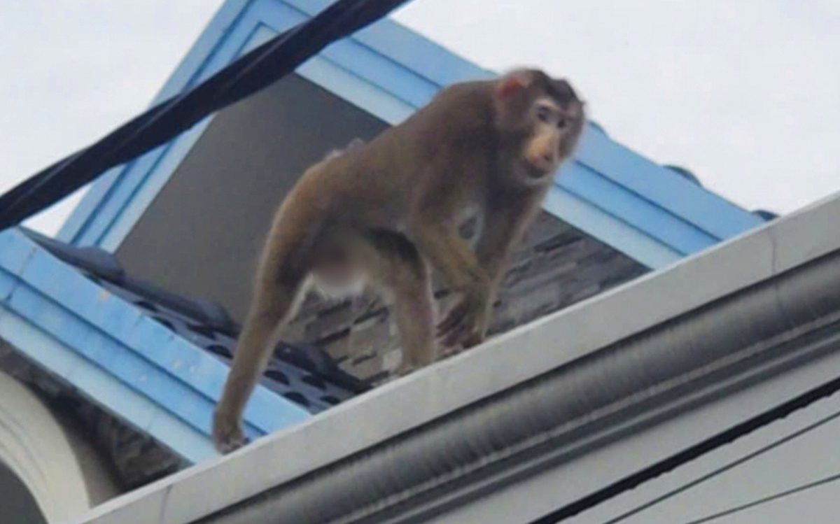 Bắt được khỉ đuôi lợn sổng chuồng cắn 2 người ở Hóc Môn