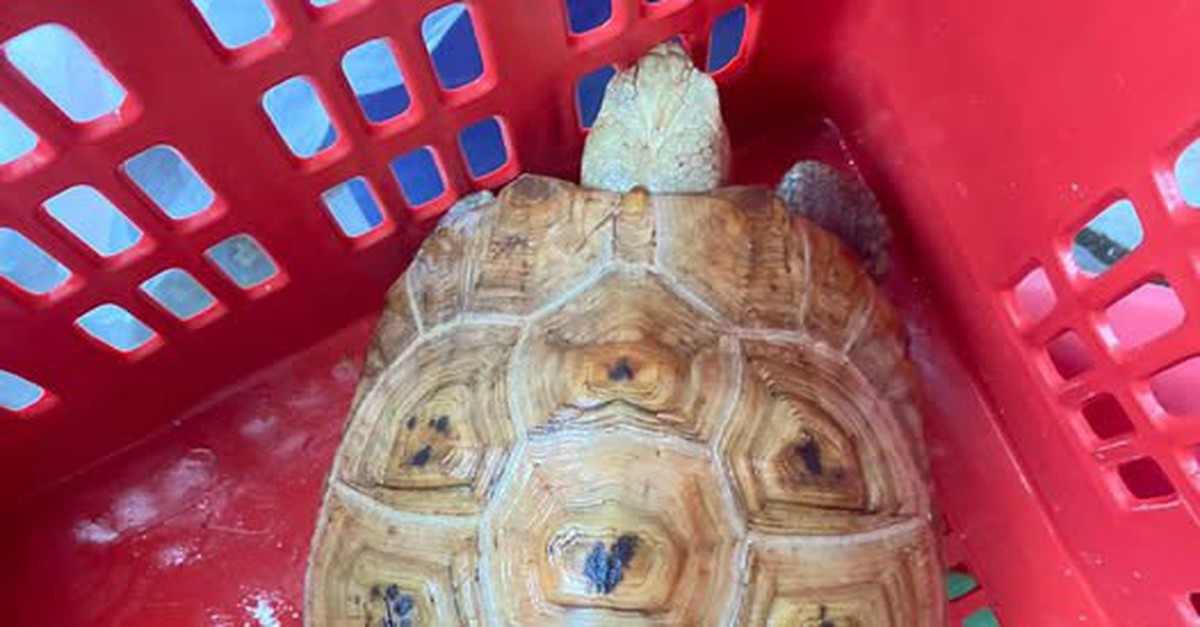 Bắt được rùa quý, trưởng thôn hỏi mạng xã hội rồi lập tức giao nộp