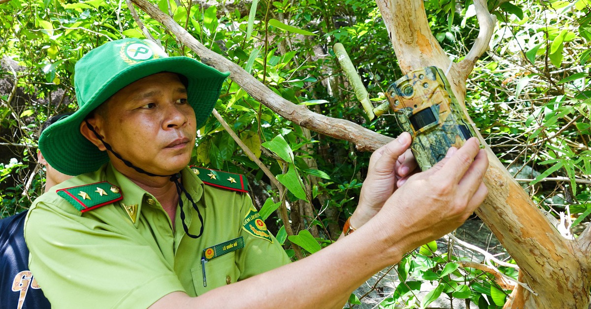 Theo chân kiểm lâm đặt bẫy ảnh săn tìm 'khỉ trắng' ở đỉnh Ông Rồng