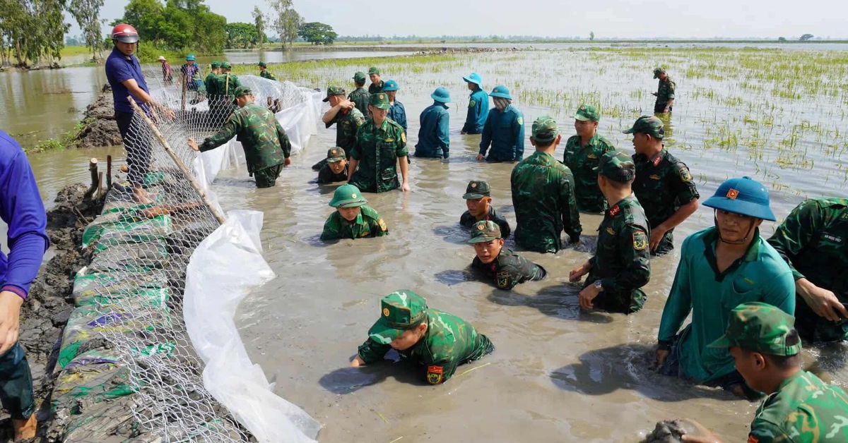 Lũ làm thủng đê ở Đồng Tháp Mười, bộ đội Tây Ninh hỗ trợ dân gia cố đê bảo vệ lúa