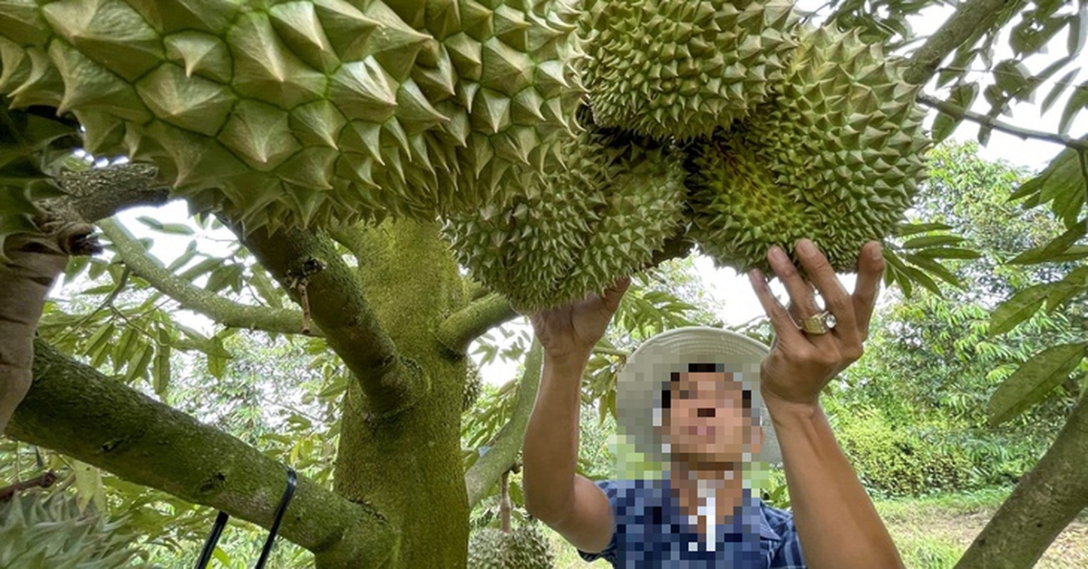 Lấy đất lúa làm vườn cây: Giải pháp cân bằng giữa kỷ cương pháp luật và sinh kế của dân?