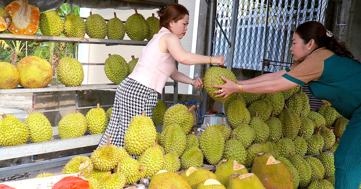 Cái vòng luẩn quẩn 'trồng chặt, lên rẫy, xuống ruộng' của người nông dân