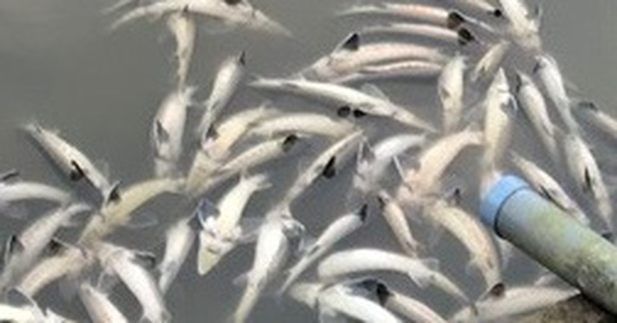 Lũ ống bất ngờ làm chết 45 tấn cá tầm ở Măng Đen, thiệt hại tiền tỉ