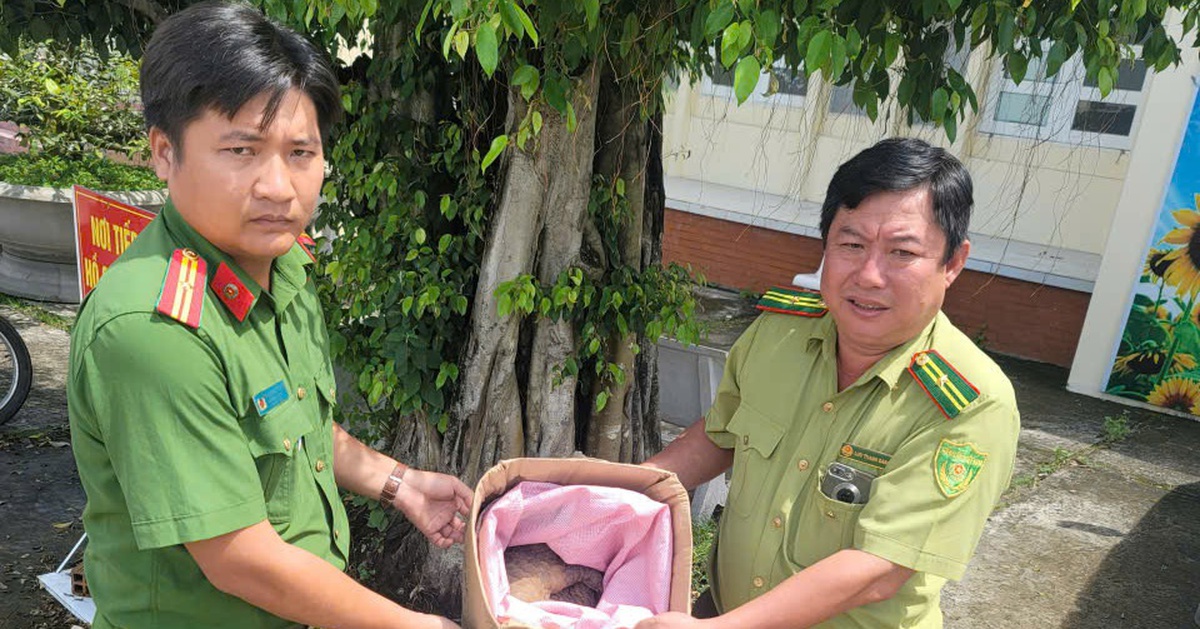 Rùa núi vàng và tê tê đi lạc, người dân phát hiện liền đem giao nộp cho công an