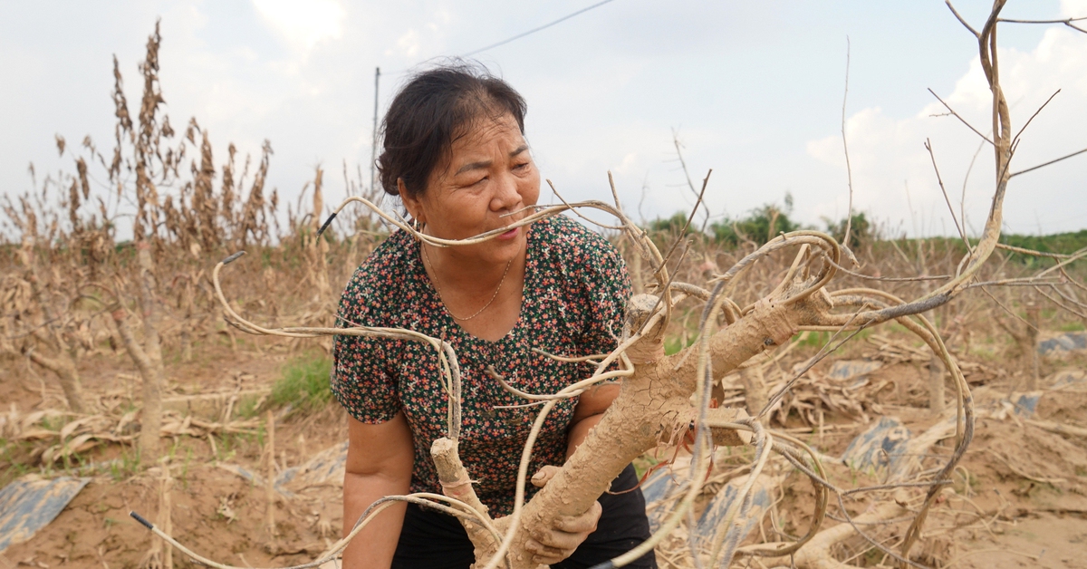 Nông dân Thái Nguyên bật khóc nhìn vườn đào Tết tan hoang như đống củi sau lũ