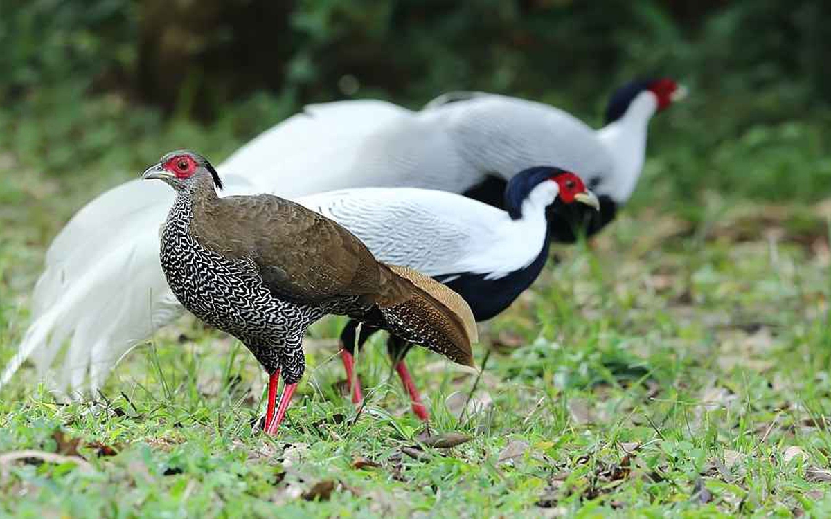 Viện kiểm sát: Đề nghị miễn trách nhiệm hình sự cho người nuôi gà lôi trắng