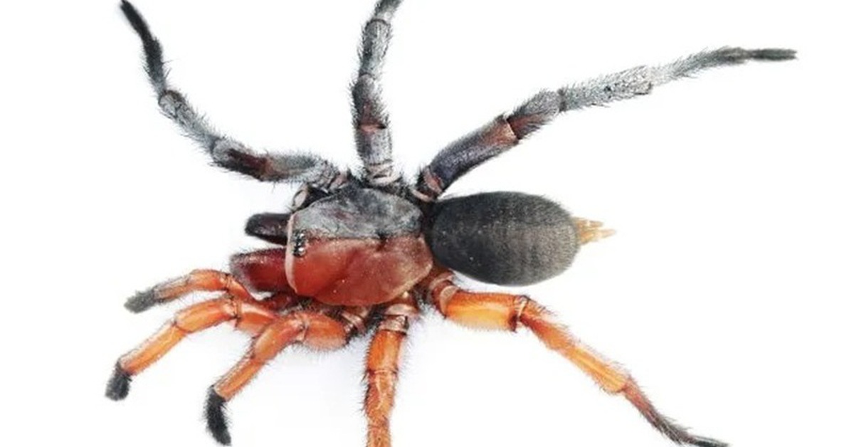 Phát hiện nhện nửa đực nửa cái cực hiếm tại Thái Lan