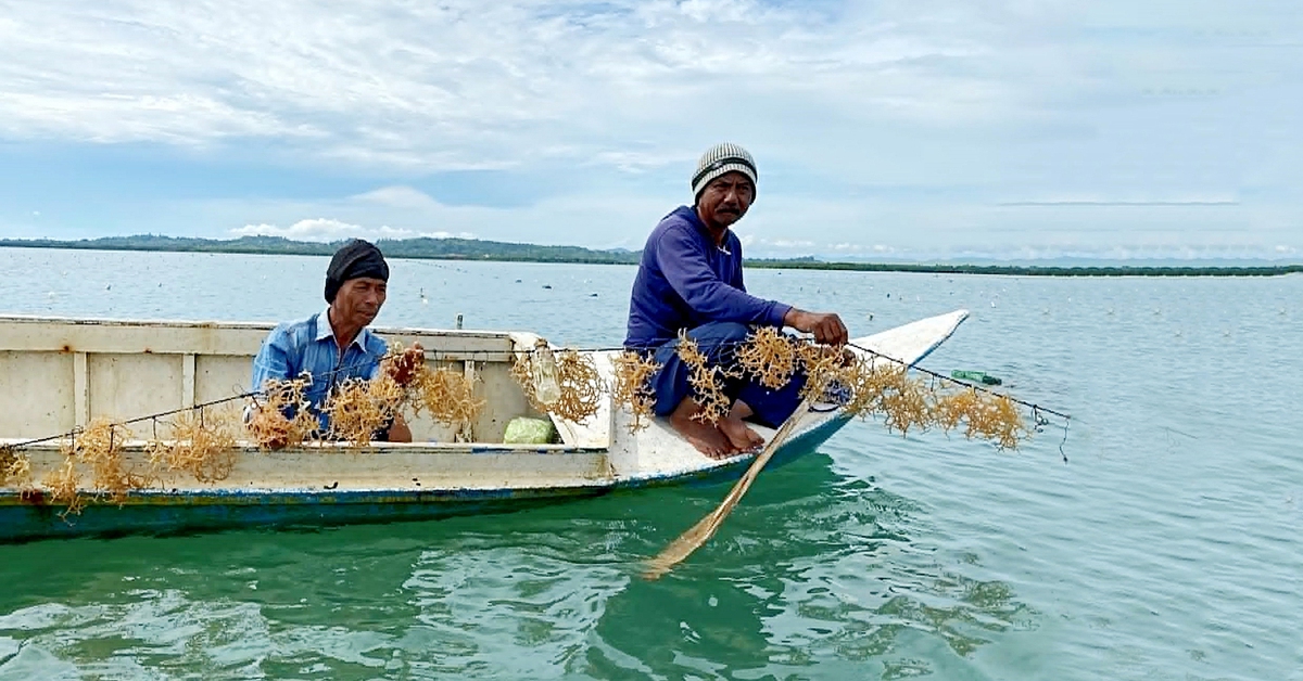 Rong biển thành 'vàng xanh' mới của thế giới