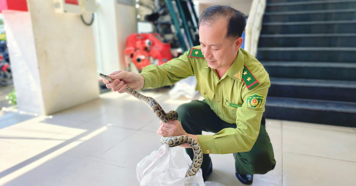 Thăm dớn bắt cá phát hiện trăn đất quý hiếm, người dân ở TP.HCM giao kiểm lâm