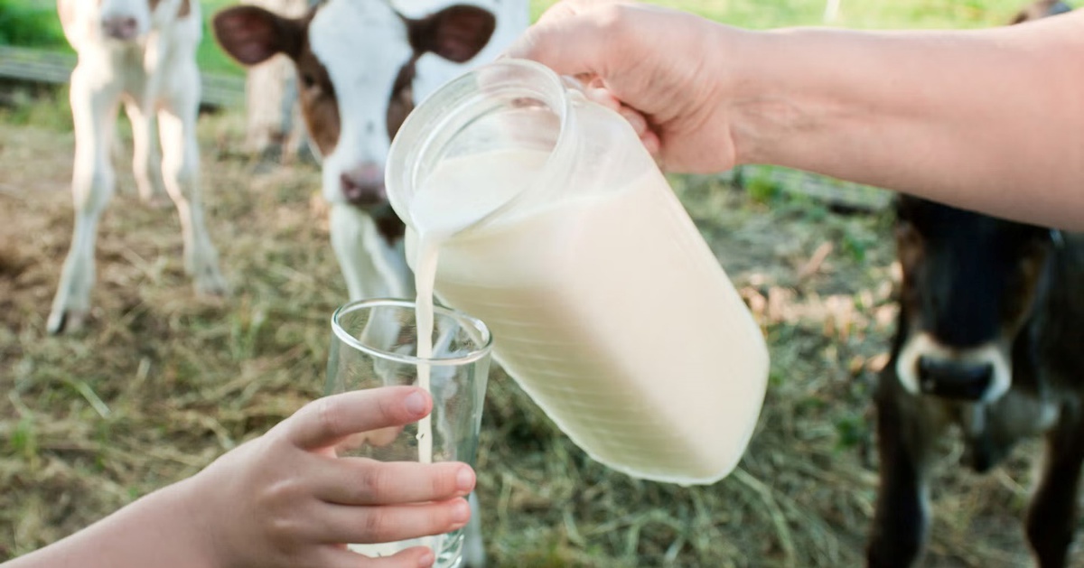 Australia cảnh báo nguy cơ từ trào lưu uống sữa tươi chưa tiệt trùng