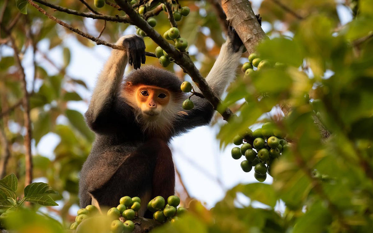 Những sinh linh đẹp nao lòng đang biến mất khỏi rừng Việt Nam