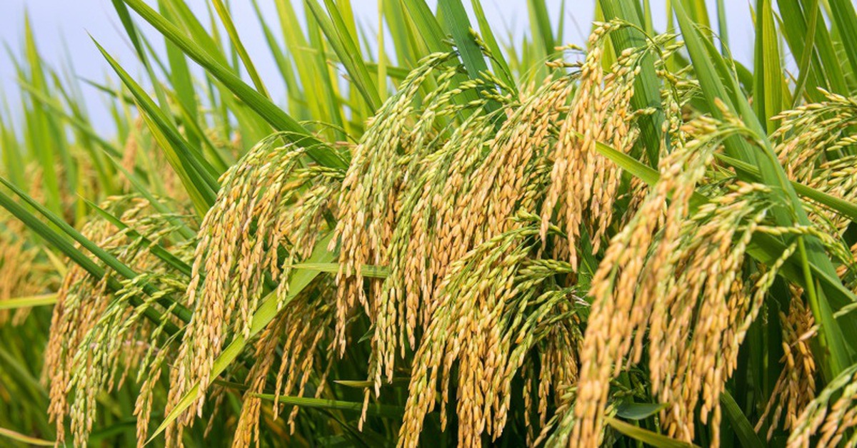 Thí điểm làm 15 mô hình trồng lúa, cà phê, chuối... có khả năng phát triển tín chỉ carbon