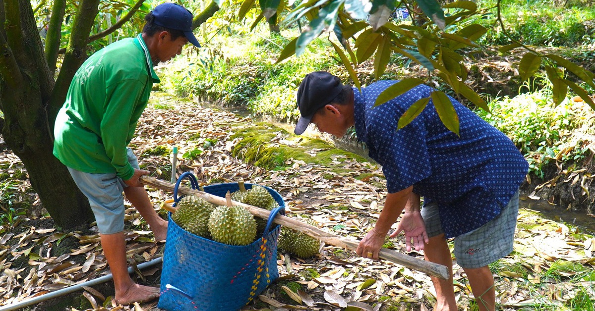 Đưa thông tin đến nông dân phải cập nhật thường xuyên như dự báo thời tiết