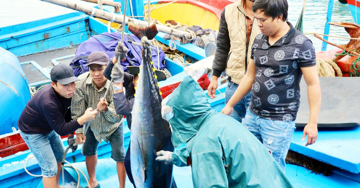 Nhiều doanh nghiệp thủy sản vật lộn trước sức ép từ thị trường Mỹ