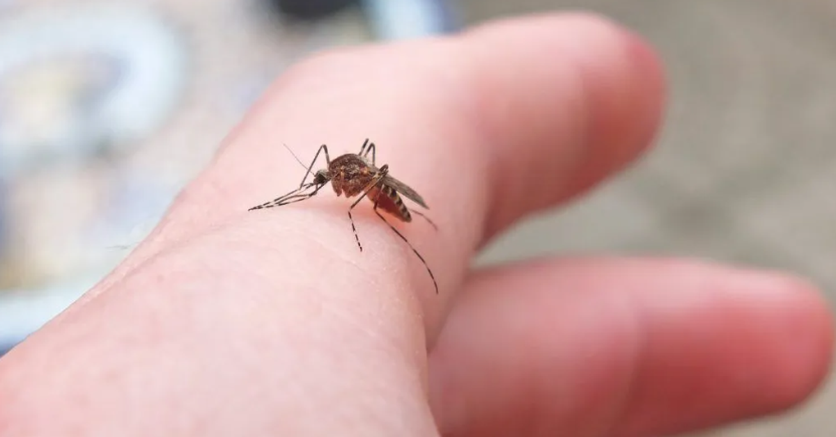 Sốc: Lần đầu phát hiện muỗi trong tự nhiên ở Iceland