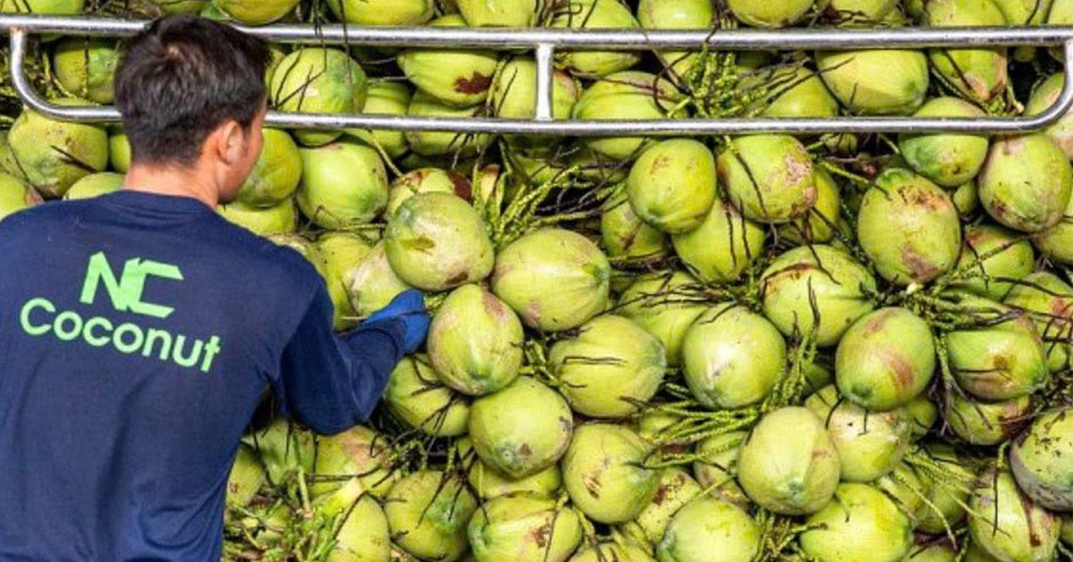 Trung Quốc chọn dừa Việt Nam, nông dân Thái Lan đứng ngồi không yên