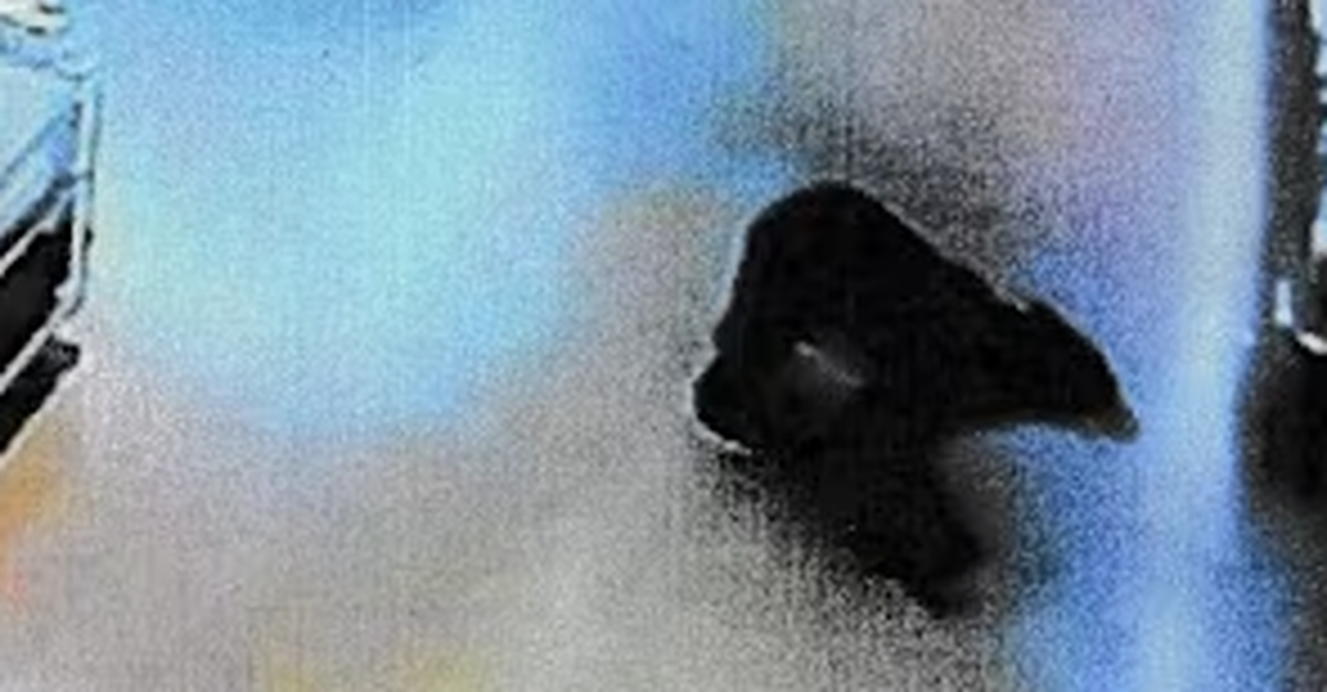 70% vụ gấu tấn công người ngay trong khu dân cư, Nhật Bản báo động