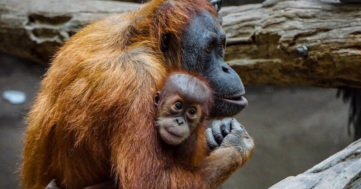 Báo động cuộc 'đại tuyệt chủng' lớn nhất từ thời khủng long