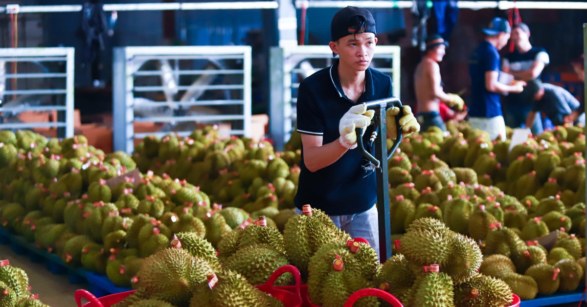 Đề nghị phòng thử nghiệm chất vàng O và Cadimi chạy hết công suất để gỡ khó cho sầu riêng xuất khẩu