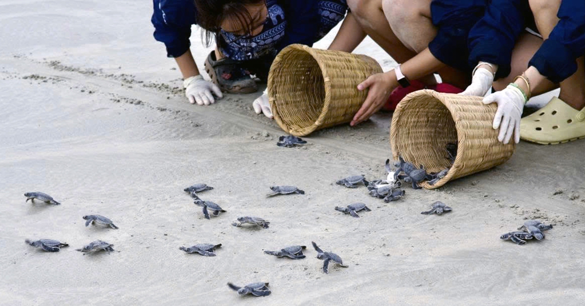 Cứu hộ gần 1.800 tổ trứng rùa biển ở Côn Đảo