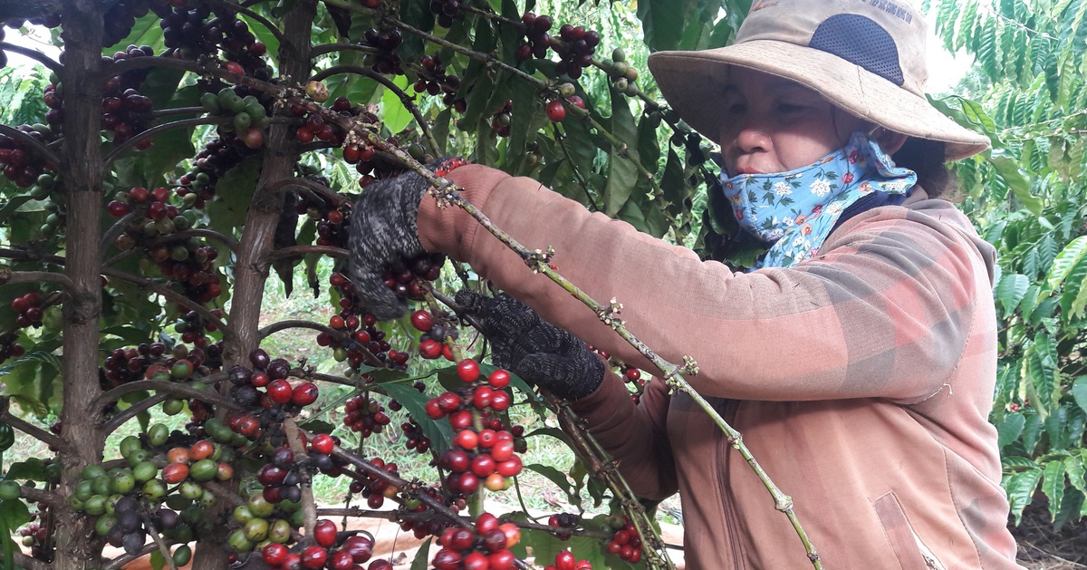 Tin tức sáng 27-10: Quốc hội thảo luận nhiều dự luật quan trọng; Giá cà phê dự báo giảm