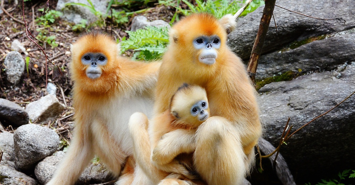 Trung Quốc tung 'đại sứ lông vàng' nối gót gấu trúc