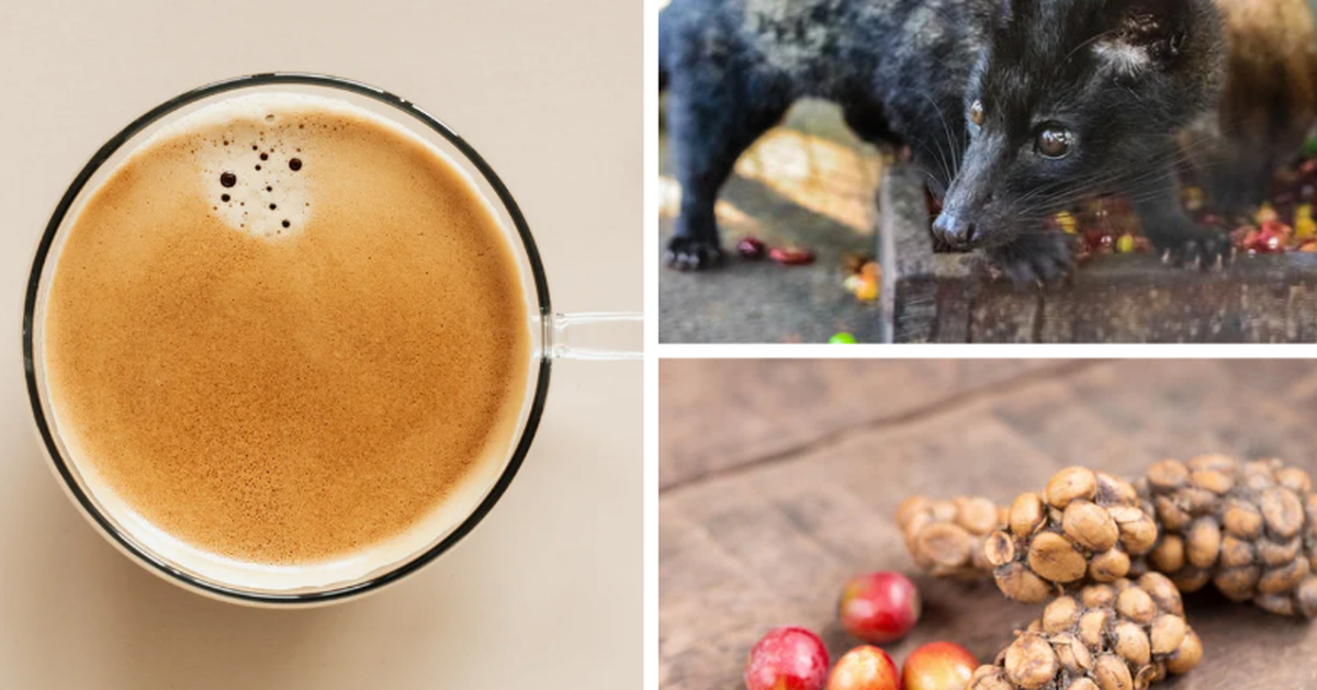 Khoa học giải mã 'bí ẩn' vị thơm ngon độc nhất vô nhị của cà phê chồn