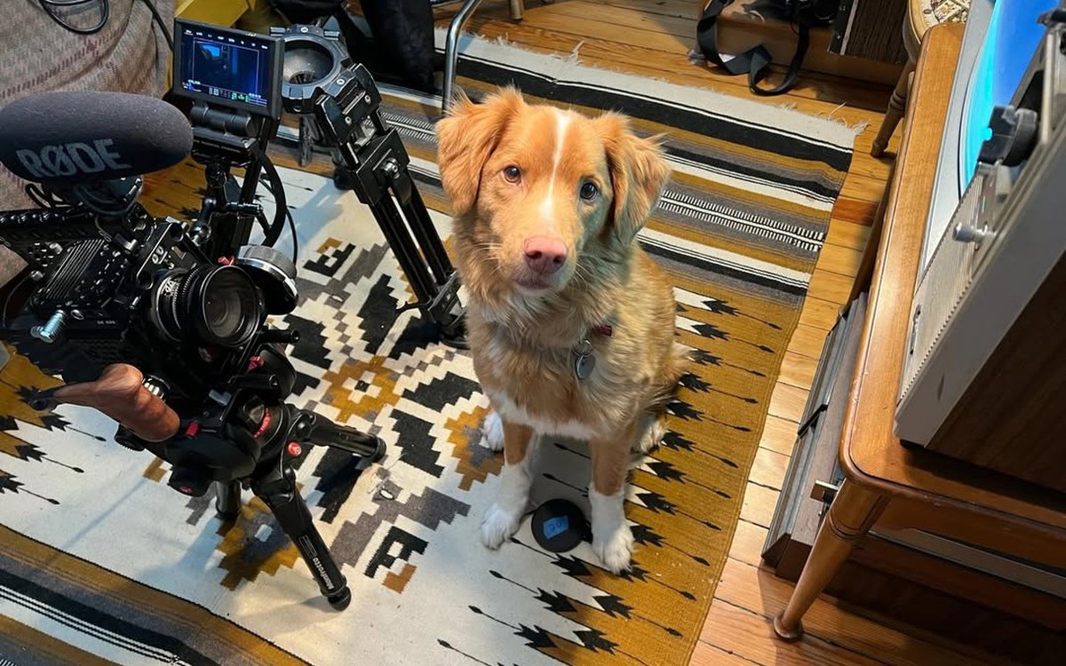 Chú chó trong phim kinh dị Good Boy tranh Oscar, cùng hạng mục với Leonardo DiCaprio?