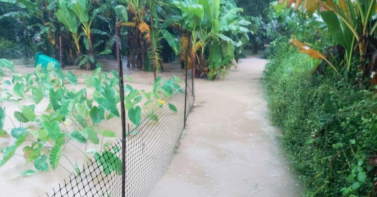 tuoitre.vn